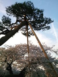 Low angle view of silhouette tree on field against sky