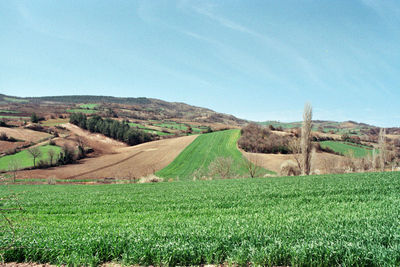 Field in iznik