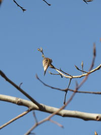 Low angle view of bird flying against clear blue sky