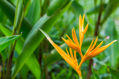 Close-up of orange flower growing on field