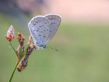 Close-up of insect on plant