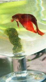 Close-up of fish swimming in water