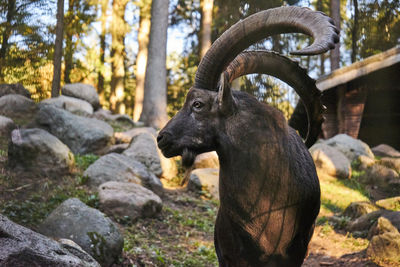 View of an animal on rock