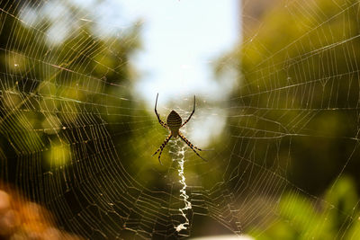 Close-up of spider on web