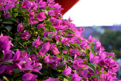 Close-up of pink flowers blooming outdoors