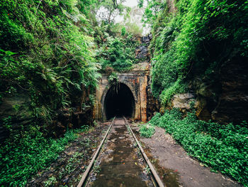 Walkway amidst trees in tunnel
