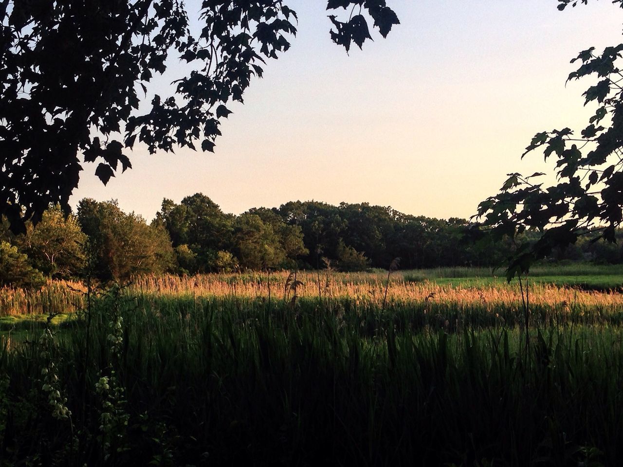 tree, tranquil scene, tranquility, field, growth, beauty in nature, landscape, scenics, nature, rural scene, clear sky, agriculture, grass, plant, sky, farm, idyllic, crop, non-urban scene, outdoors