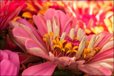 Close-up of pink flowers blooming outdoors