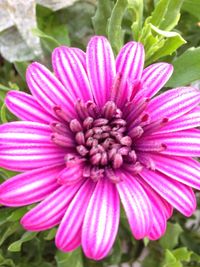 Close-up of pink flower