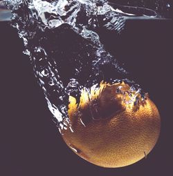 Close-up of fish underwater