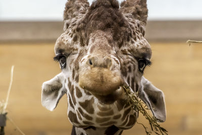 Close-up portrait of a horse