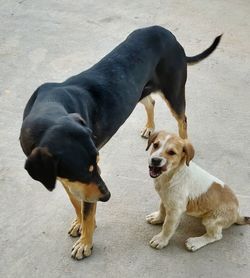 High angle view of dogs