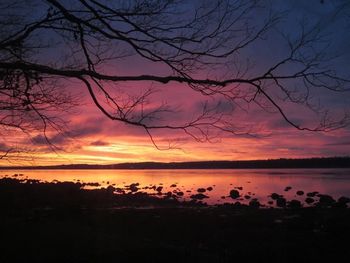 Silhouette of trees at sunset