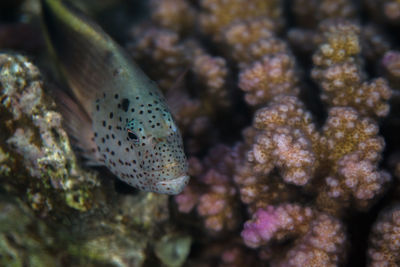 Close-up of fish in sea
