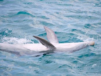 View of dolphin swimming in sea