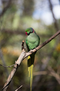 Close-up of parrot perching on branch