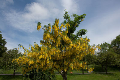 Trees in park during autumn