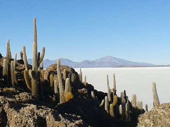 Panoramic shot of cactus against clear sky