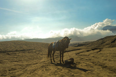 Horse standing at bromo-tengger-semeru national park against sky on sunny day