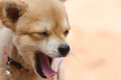 Close-up of dog looking away