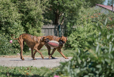 Two beautiful boxer dogs playing with old ball in the summer garden