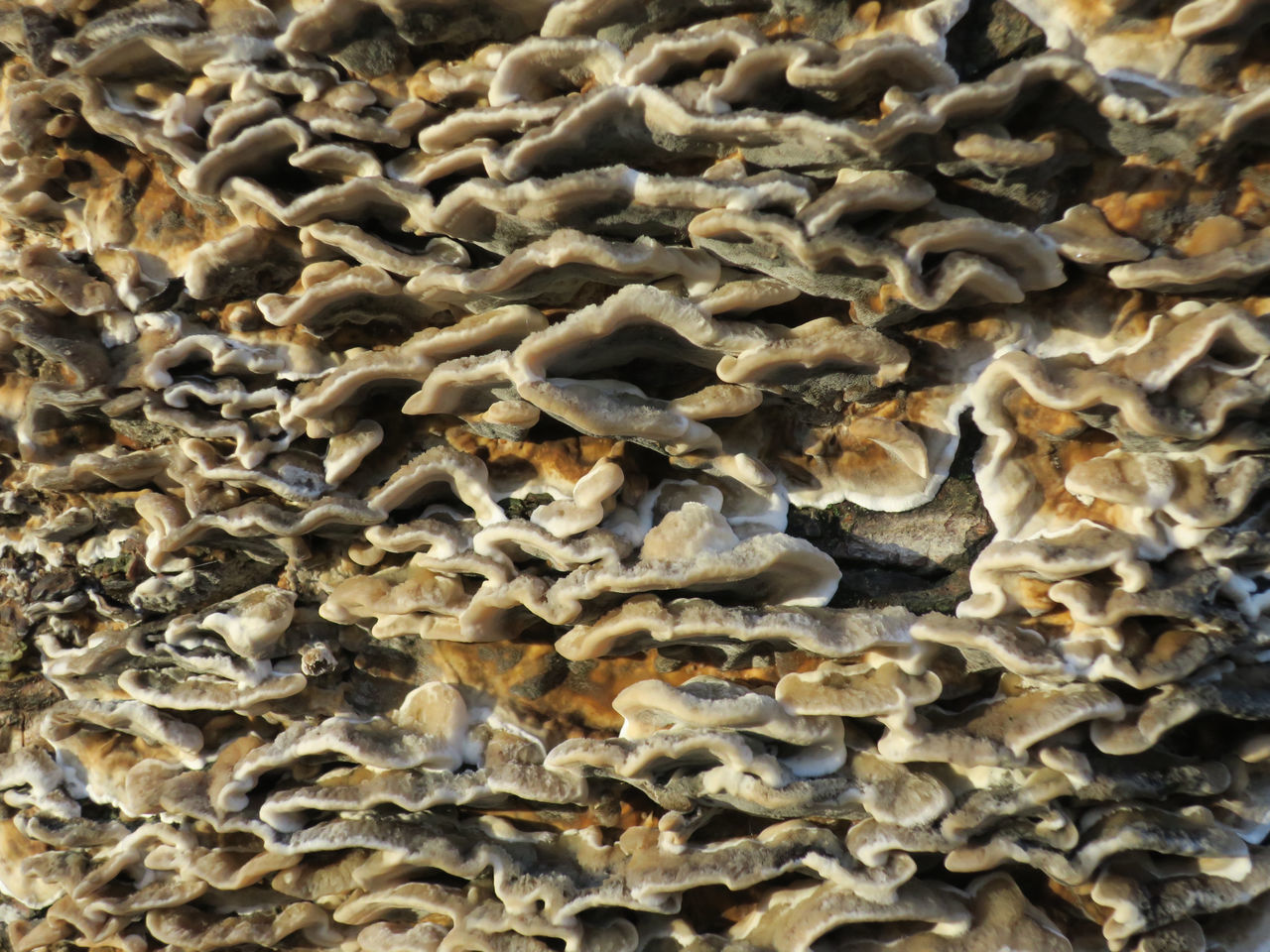 CLOSE-UP OF MUSHROOM