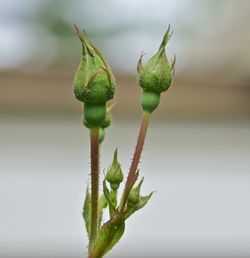 Close-up of succulent plant