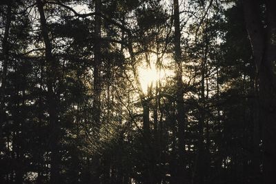Low angle view of trees against sky
