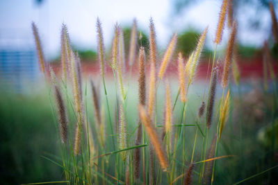 Close-up of stalks in field against sky