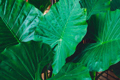 Close-up of green leaves