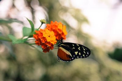 Close-up of butterfly on flower