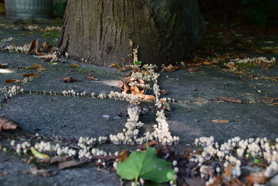 Close-up of mushrooms growing on tree trunk