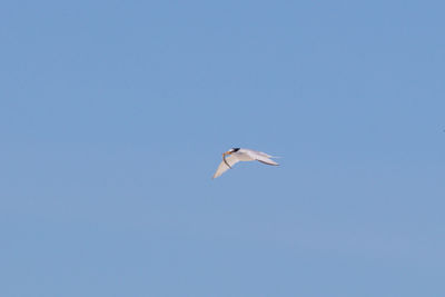 Low angle view of seagull flying in sky