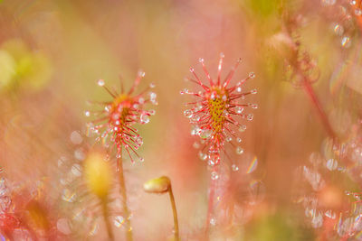 Close-up of wet red flowering plant