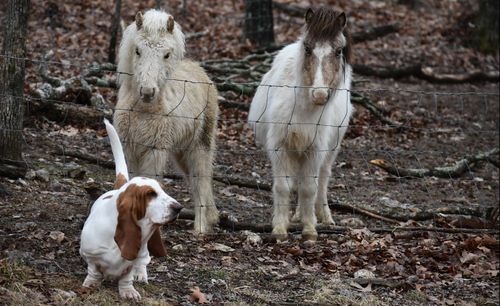 Horses standing on field