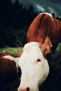 Close-up of a cow