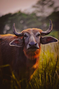 Portrait of an animal on field