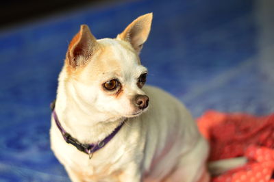 Close-up portrait of dog