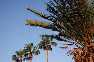 Low angle view of palm tree against clear sky