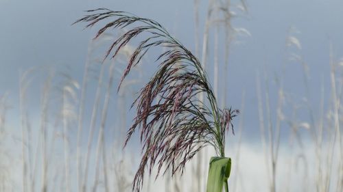 Close-up of plants against sky