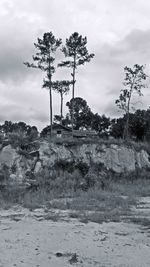 Trees on landscape against cloudy sky