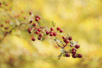 Close-up of berries growing on tree