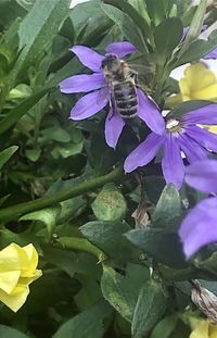 Bee pollinating on purple flower