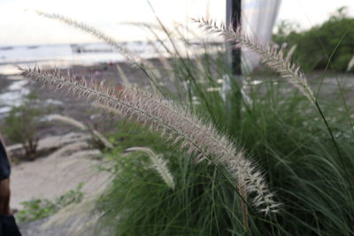 Close-up of grass growing on land