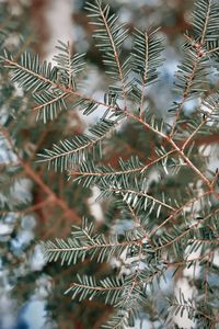 Close-up of pine tree leaves