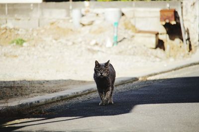 Portrait of cat sitting on street