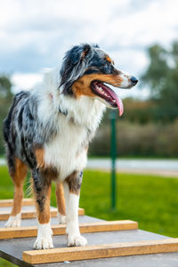 Close-up of dog running on field