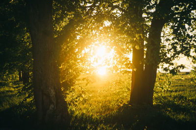 Sunlight streaming through trees in forest