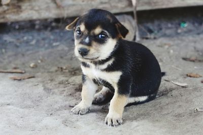 High angle portrait of puppy