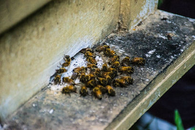 High angle view of bee on leaf